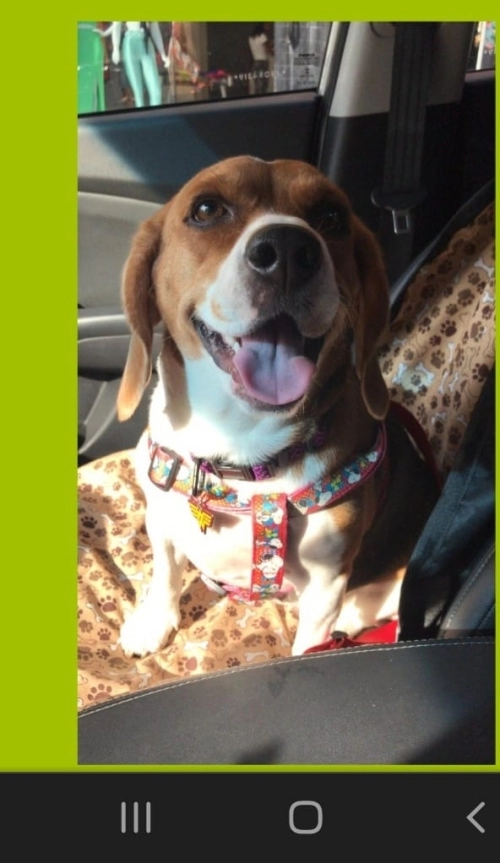 Família RM Filhotes