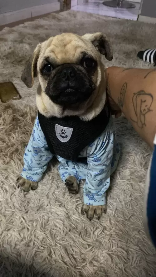 Família RM Filhotes