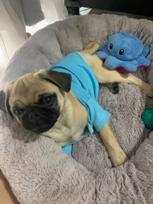Fred 