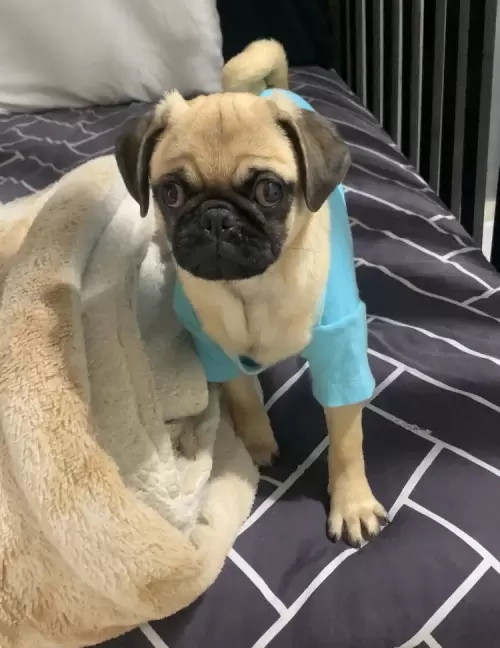Fred 